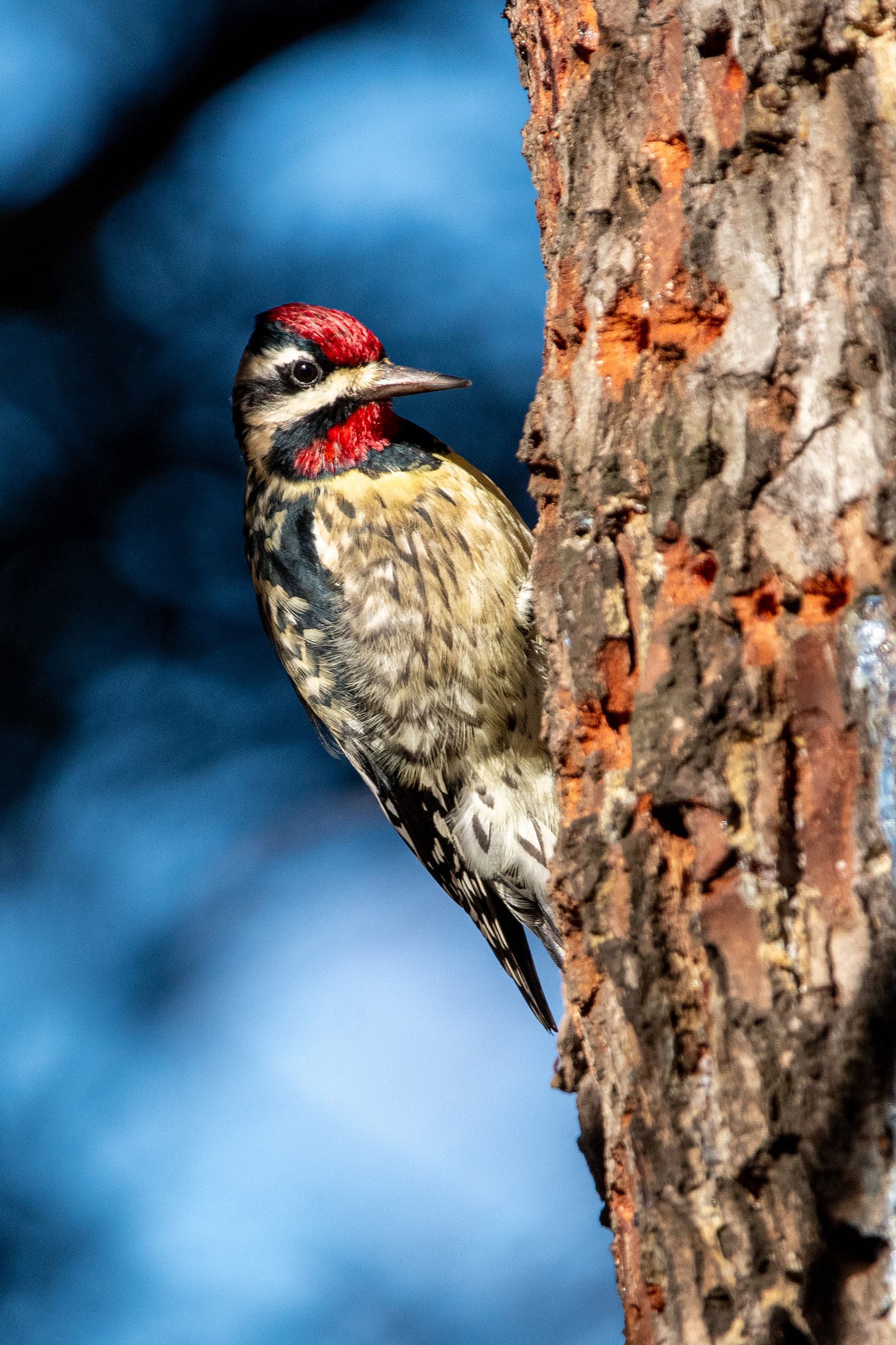 A bird with a red crown, a red chin, a black-and-white face, and a streaked, slightly yellowish chest is perched vertically on the riddled trunk of a cedar, eyeing the camera