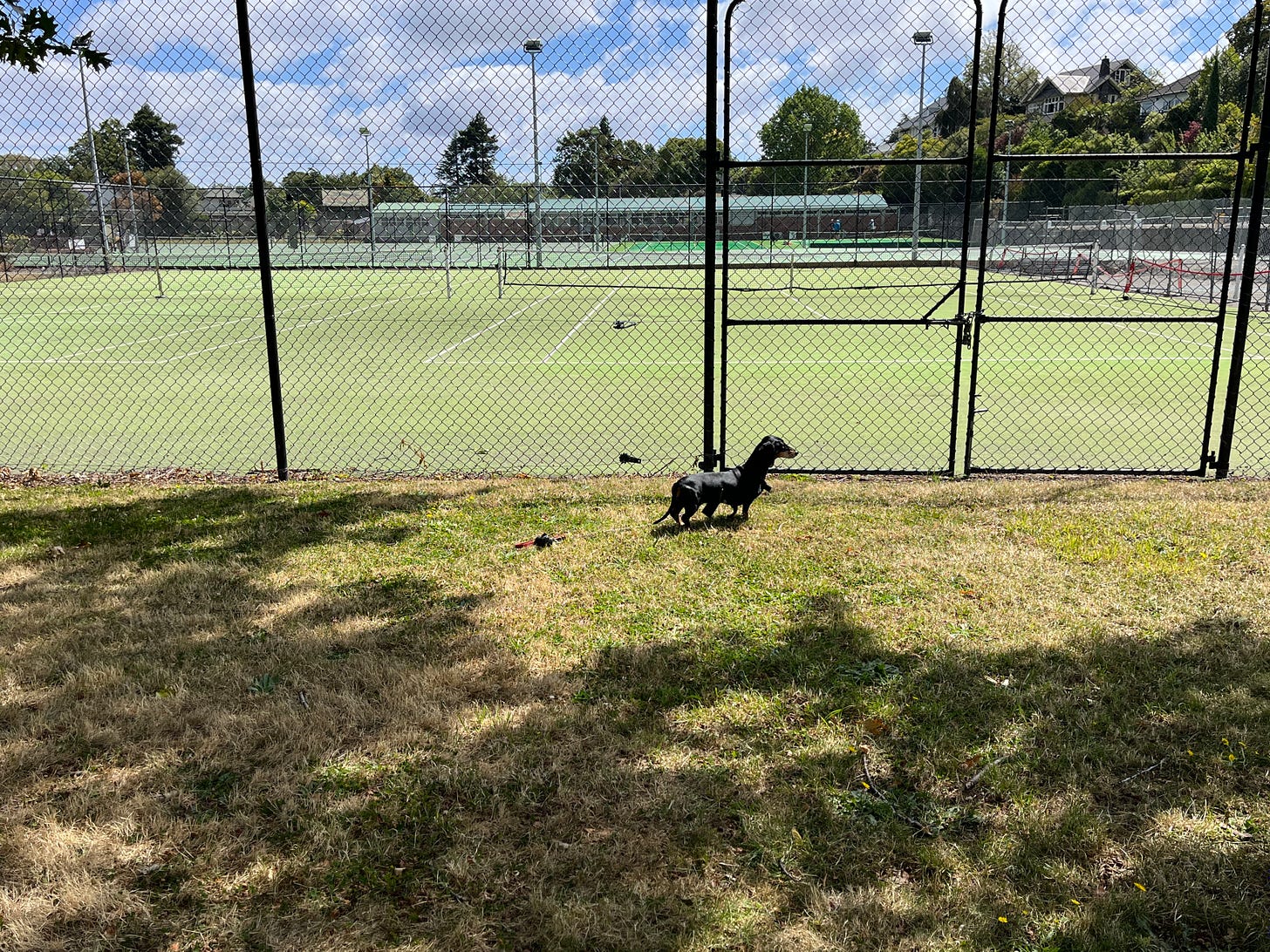 grass at the front, where a small black dachshund stands, then black wire fences looking onto empty tennis courts