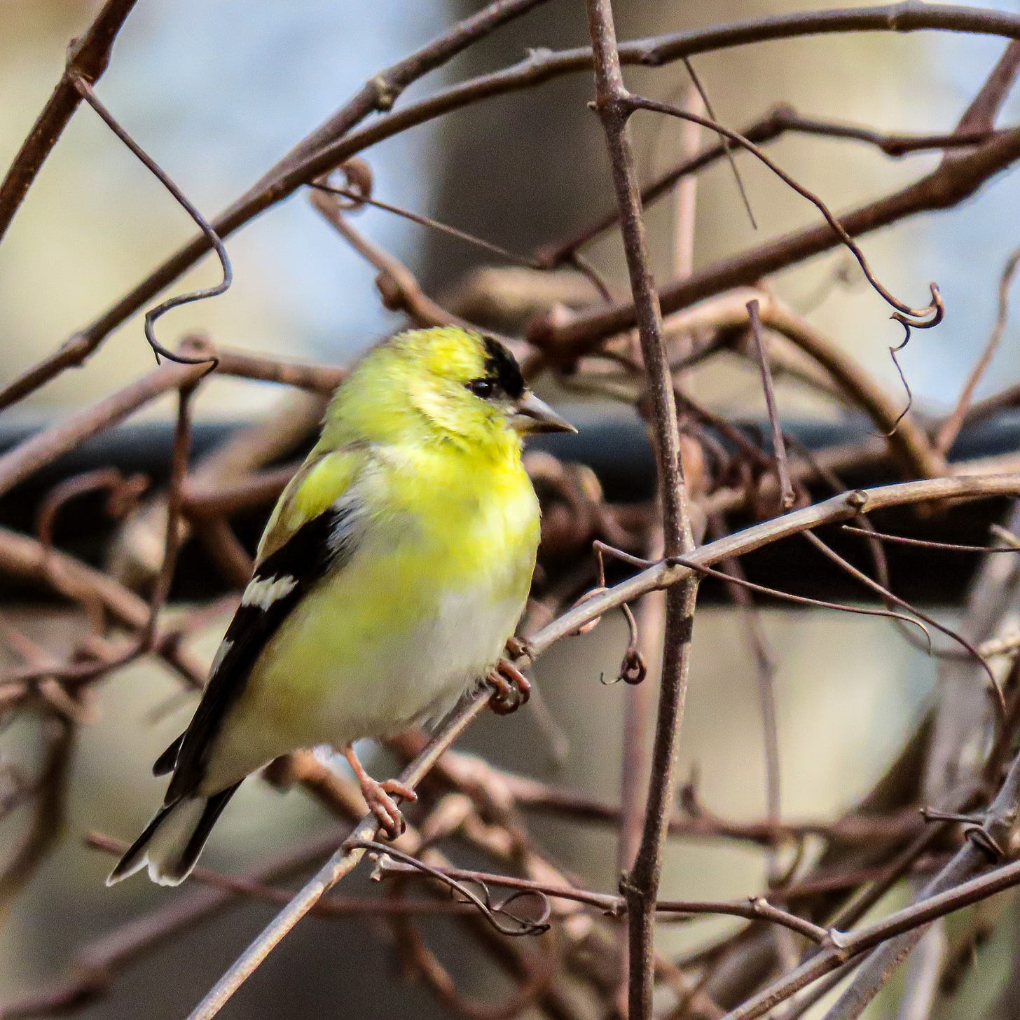 American Goldfinch in bushes