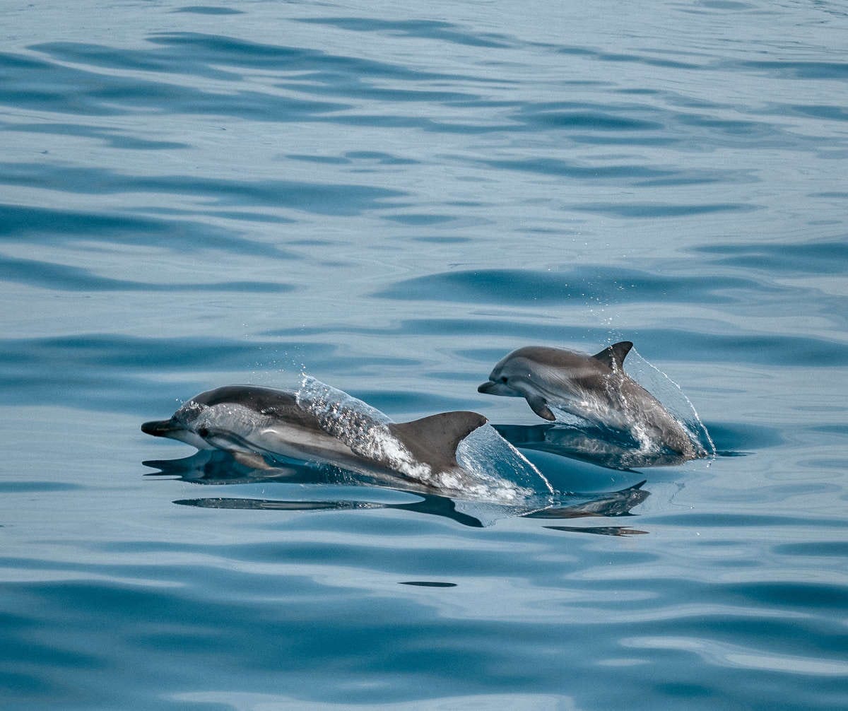 una madre y una cría de delfín mular salen a respirar a la superficie del océano