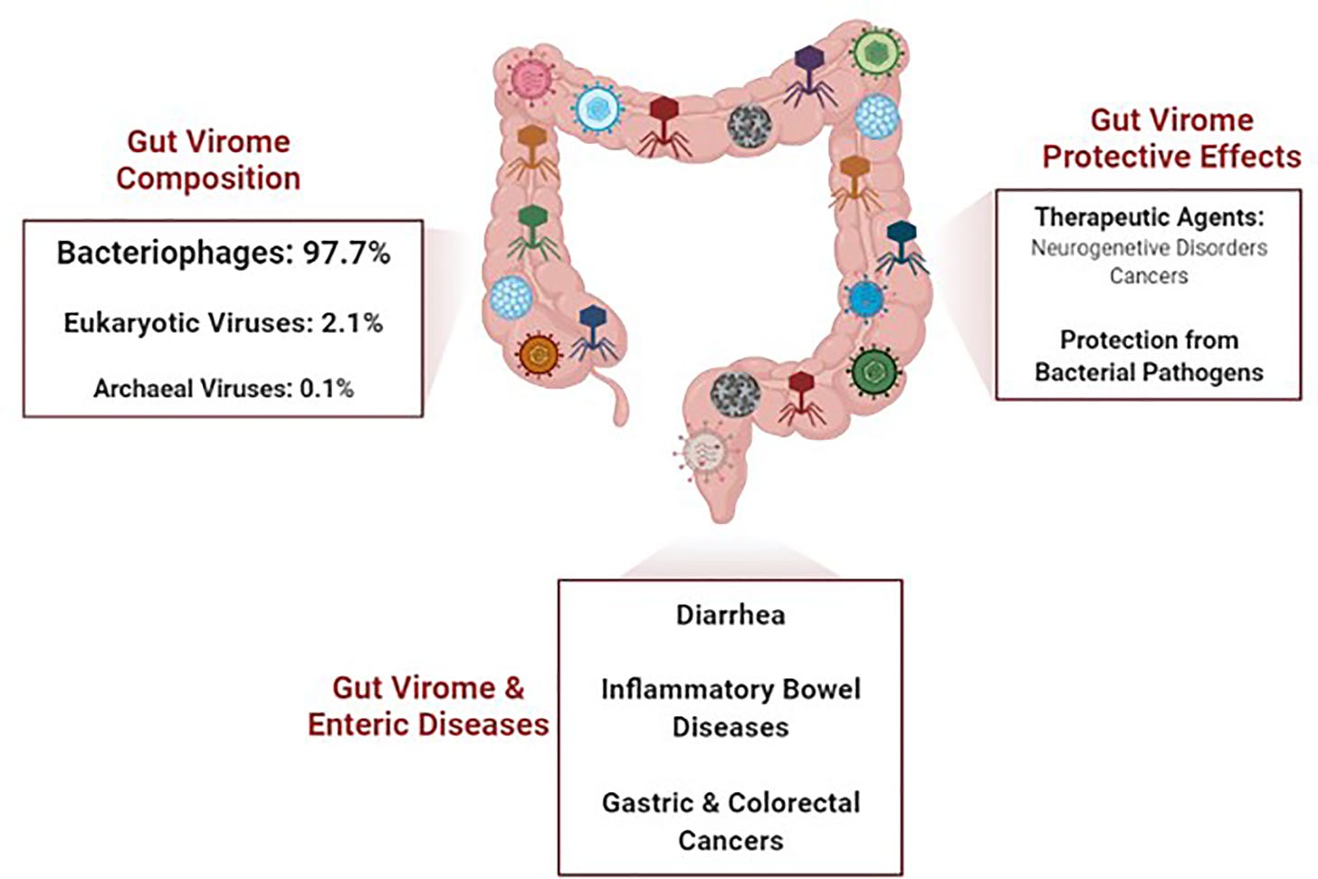 Frontiers | Gut Virome: Role and Distribution in Health and  Gastrointestinal Diseases