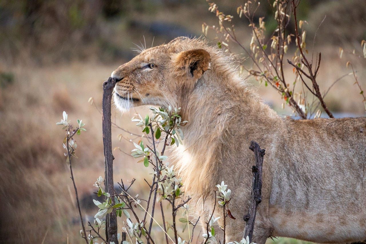 A young male lion with a scraggly mane investigates some flowers, then stretches out to sniff a thick branch of a bush