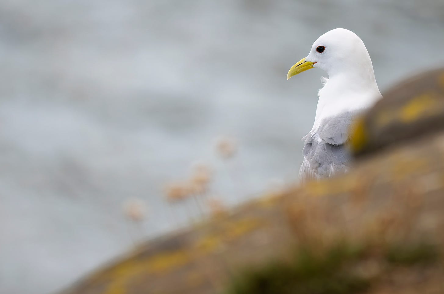 Photo of a kittiwake looking out from behind rocks