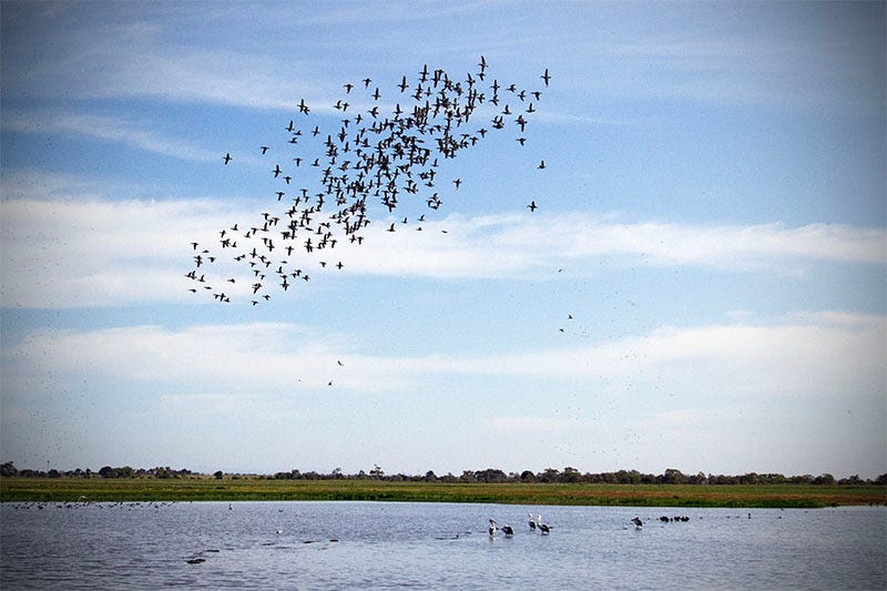 Ducks in flight above water, where other birds poke around.