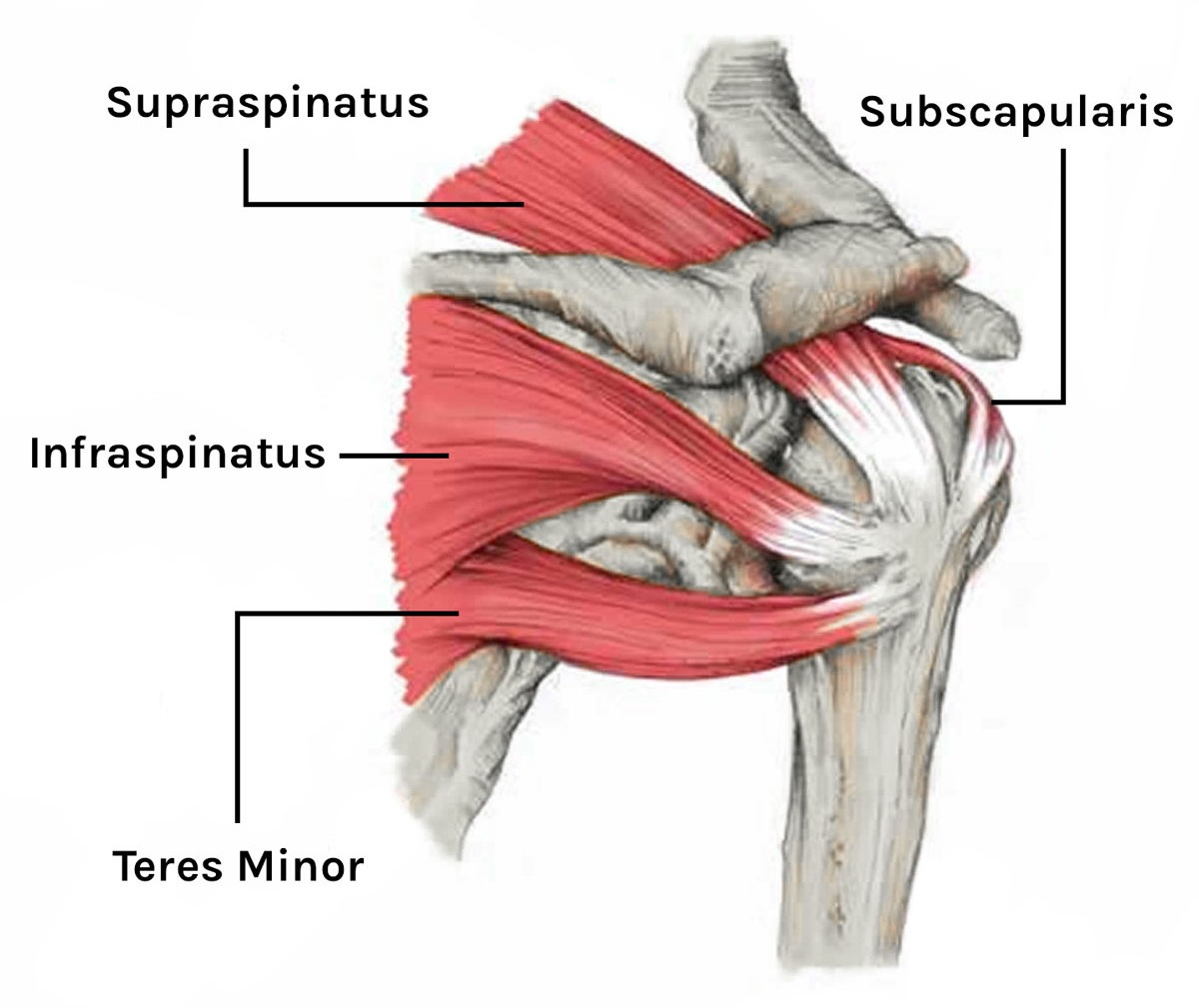 The Rotator Cuff - Tom Morrison