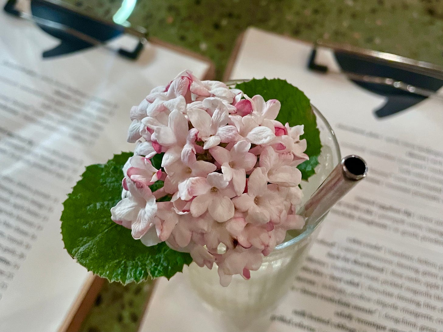ID: Cocktail at Spoke Wine Bar garnished with Korean spice bush flower