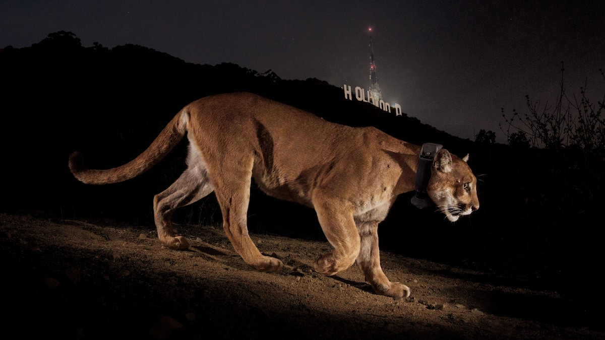 How this photo turned a reclusive mountain lion into a Hollywood icon