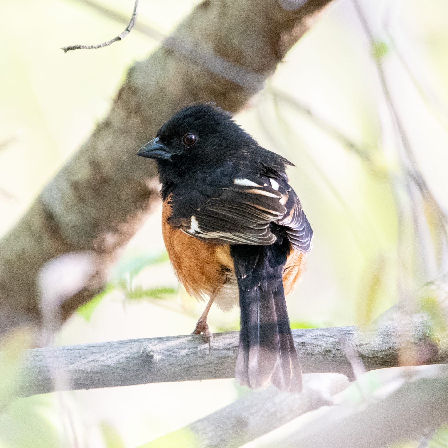 An Eastern towhee looks back over its shoulder toward the camera