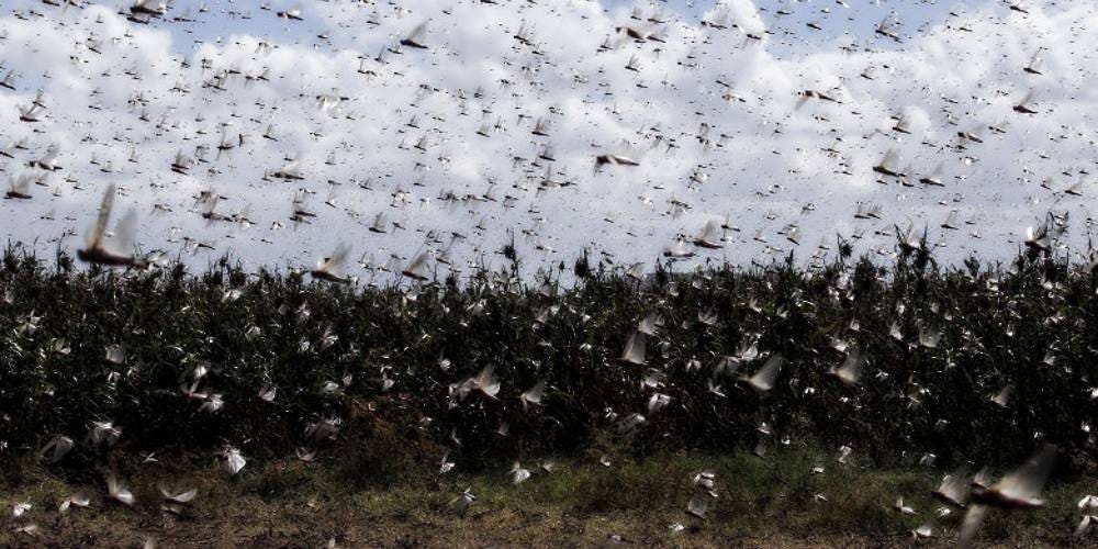 Grasshopper Swarm