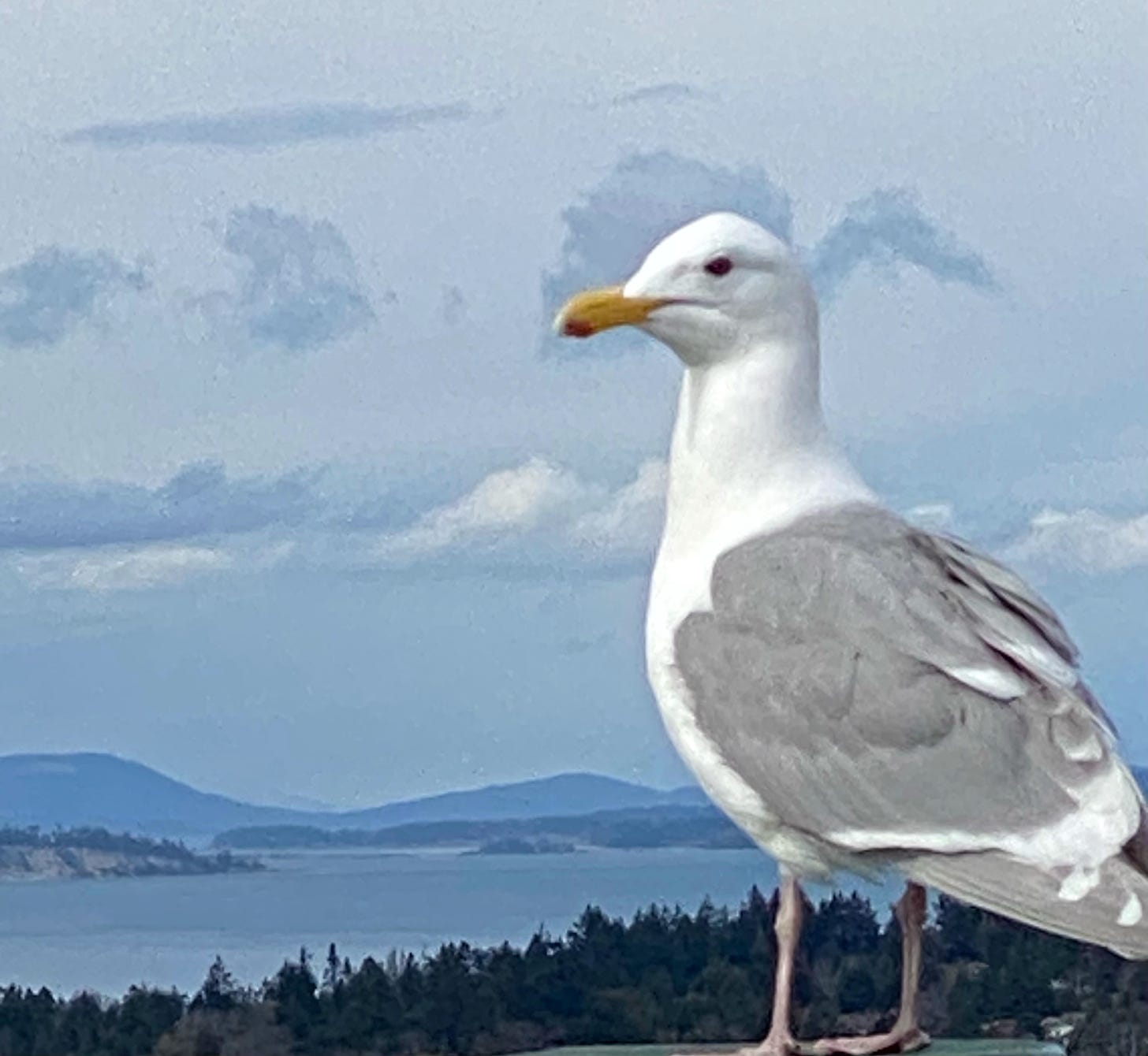 A gull with ocean in background