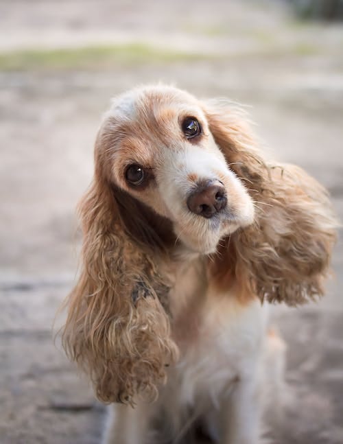 Free A dog with long hair sitting on the ground Stock Photo