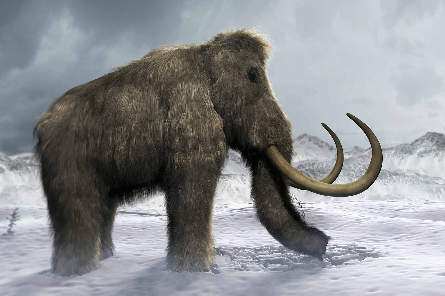 10 Facts About the Wild Woolly Mammoth