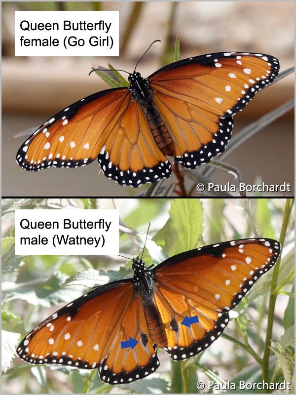 Queen Butterfly female with no black spots (top) compared to male with black spots (bottom)