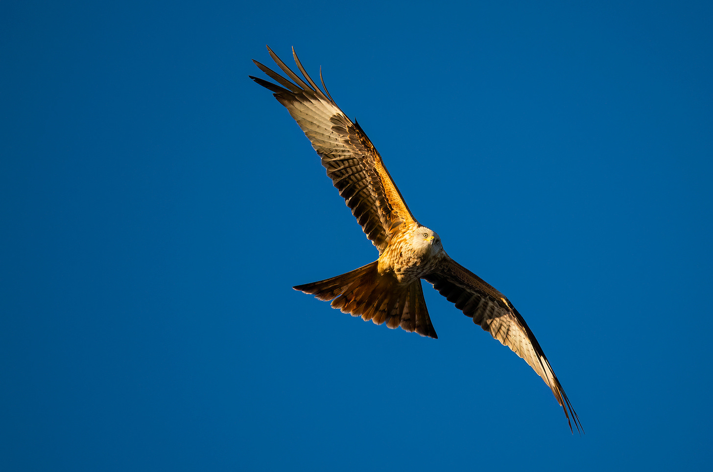 Photo of a red kite flying in blue sky