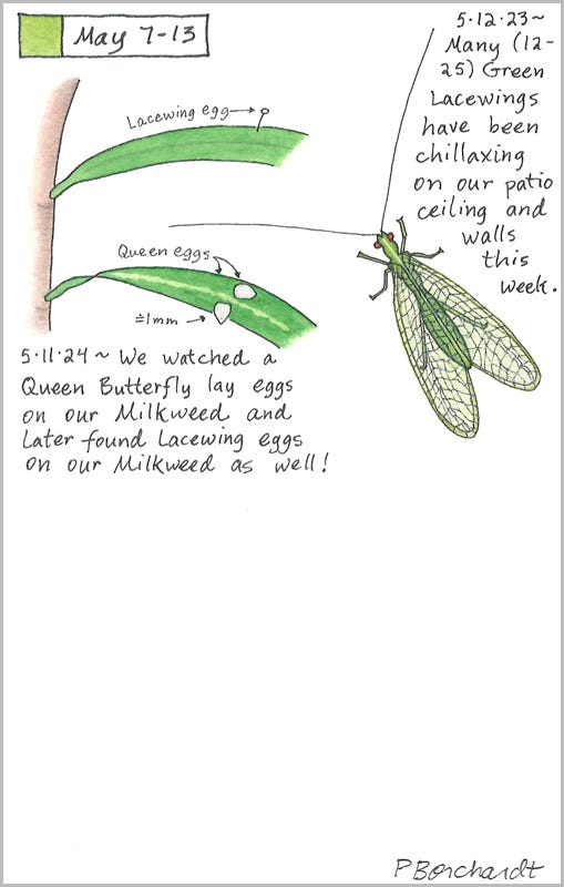 Perpetual Journal, week of May 7-13: Queen Butterfly Eggs and Lacewing Eggs on Milkweed (2024); Green Lacewing (2023)