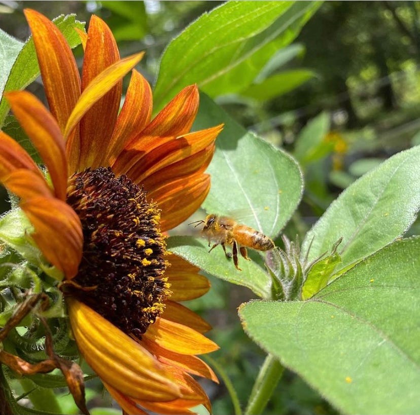 honey bee flying to an orange sunflower head