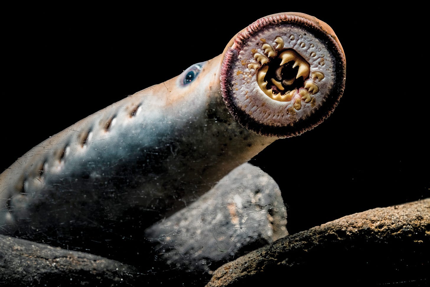Humble suckers: Pacific lamprey have survived 5 mass extinctions but are  now under threat (I pray, you pray) — High Country News – Know the West