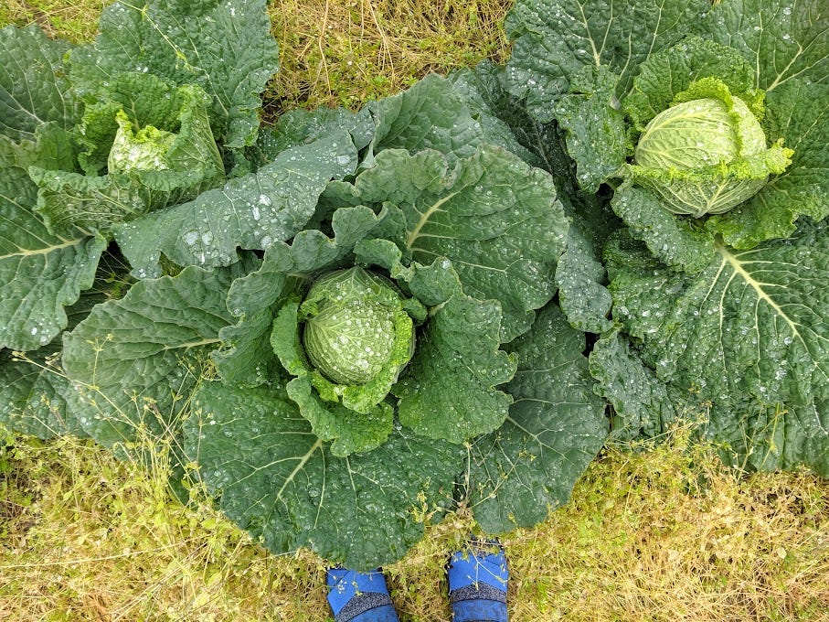 feet next to a giant green cabbage