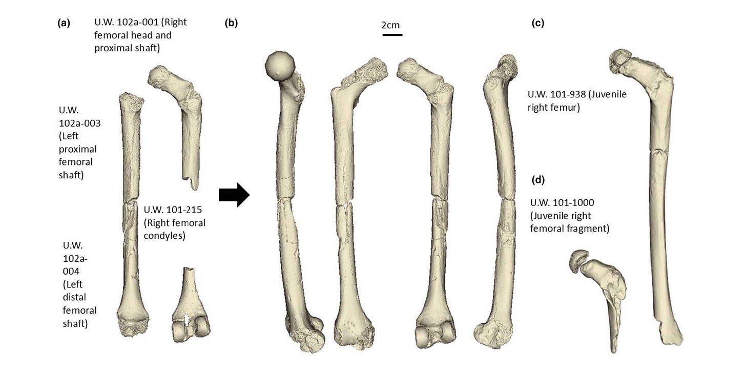 Several femora of Homo naledi shown in various angles