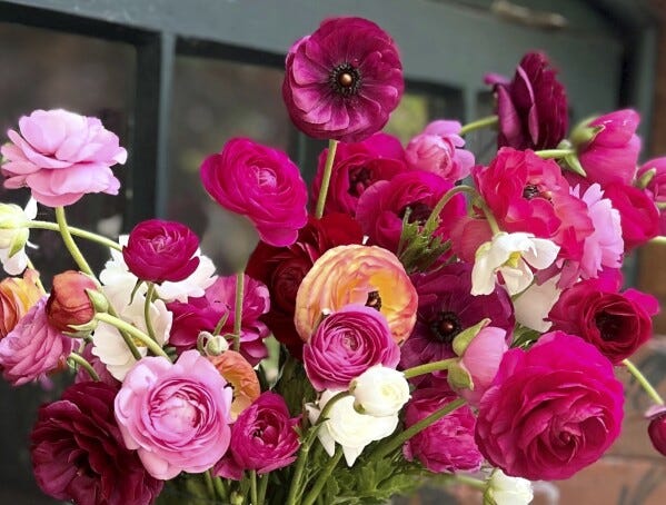 This 2022 image provided by SOW Local shows freshly cut ranunculus flowers in Oakdale, N.Y. (Chris Demchak via AP)