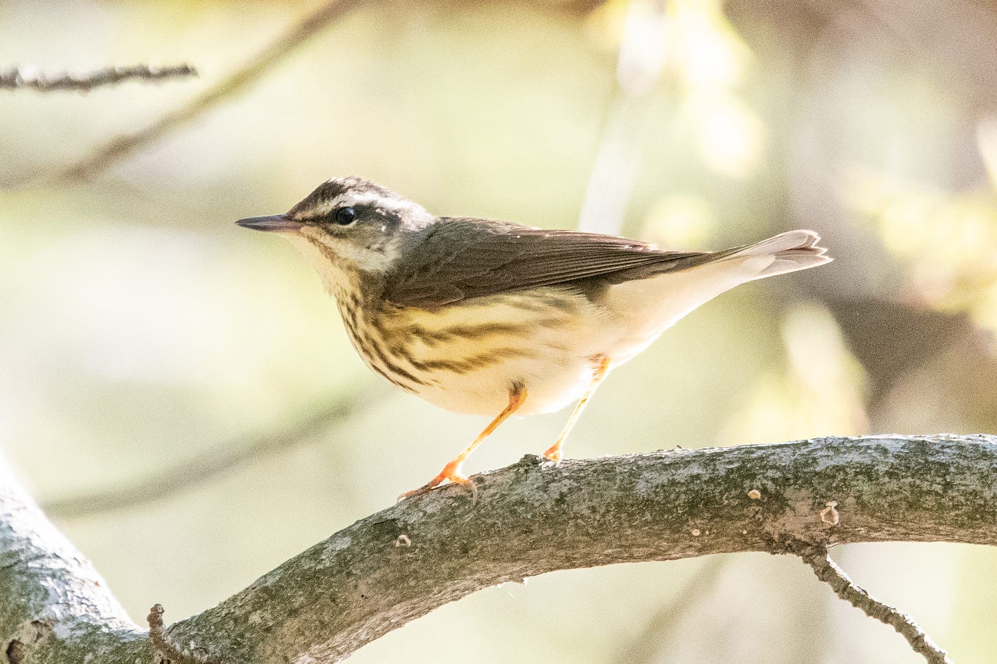 A Louisiana waterthrush, perched on a branch, in profile