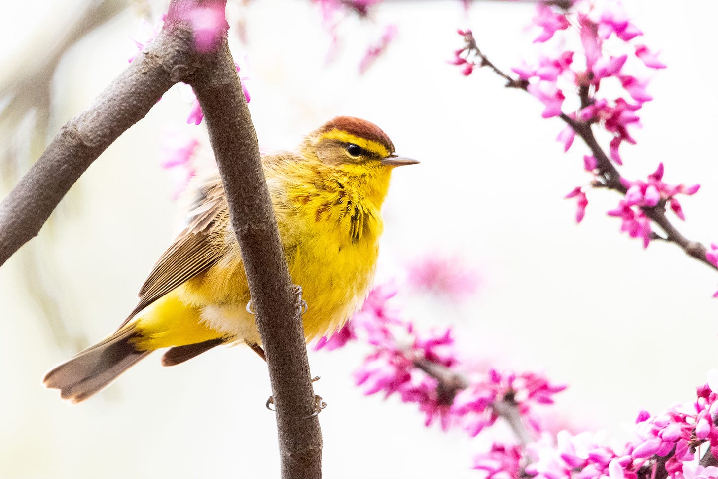 A yellow bird with a rufous cap and a dark brown eyeline is perched in a blooming redbud tree