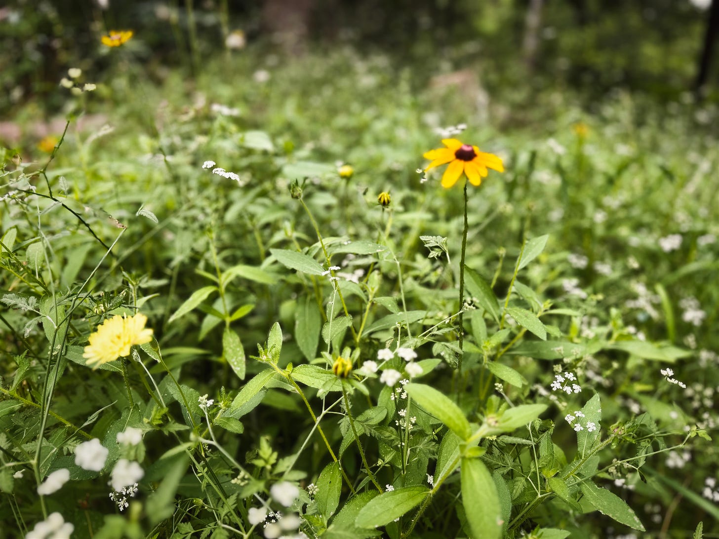 Small white flowers, a larger yellow flower, and a taller golden flower with a brown center stand out in an expense of green plants in a field.