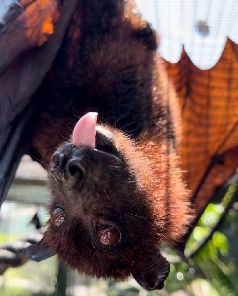 A close up of a large black bat called a flying fox hanging upside down in a large, sunlit enclosure. Its face is very cute and its pink tongue is out.