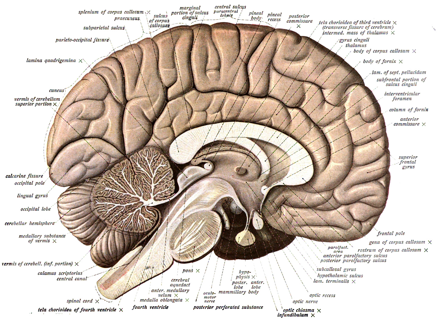 A diagram showing various structures within the human brain A diagram showing various structures within the human brain
