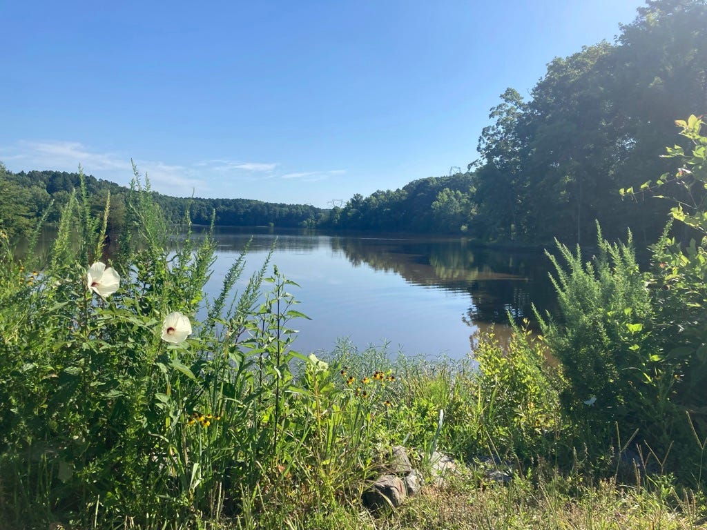 lake seen through an opening in weeds, morning glories at left, blue sky