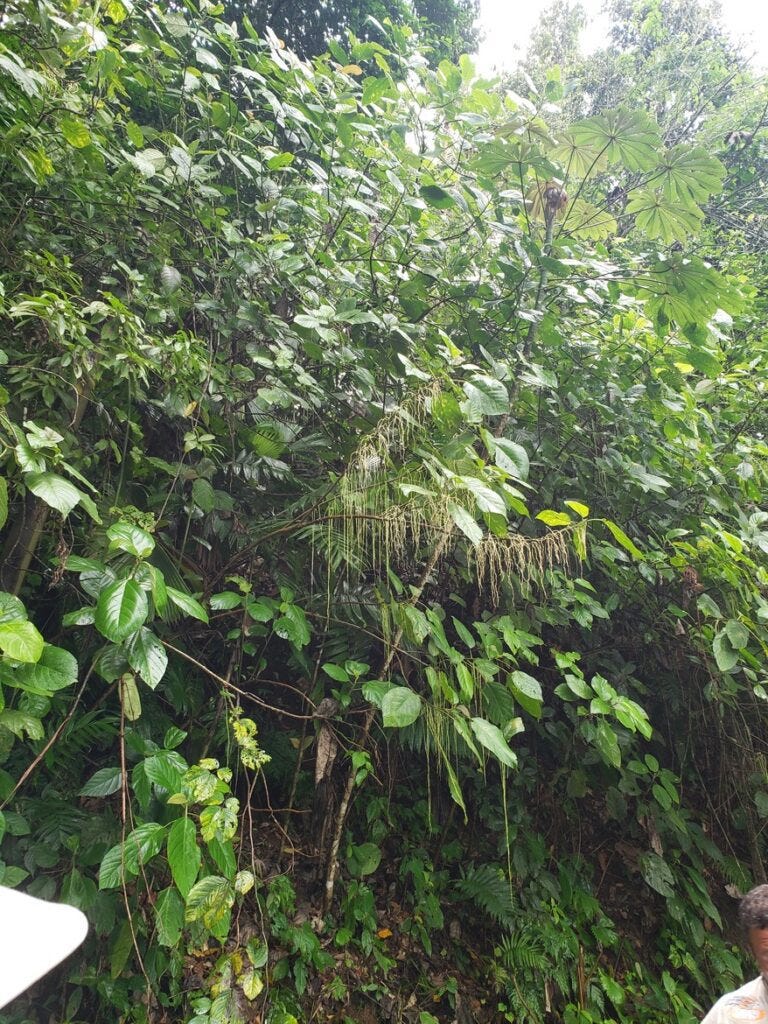 poisonous plants can be seen on a Costa Rica jungle tour