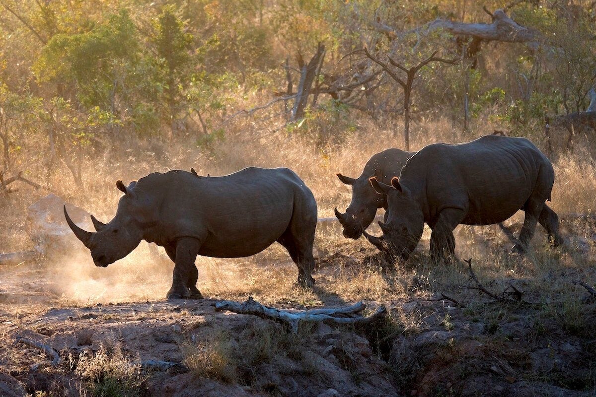 A family of southern white rhinos at Kruger National Park in South Africa