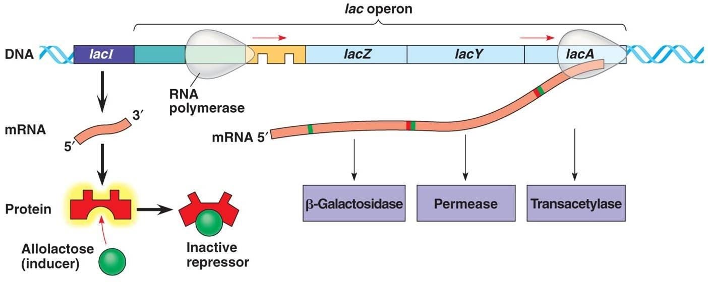 How would you describe the effect a repressor has on the lac operon when  lactose is present.? | Socratic