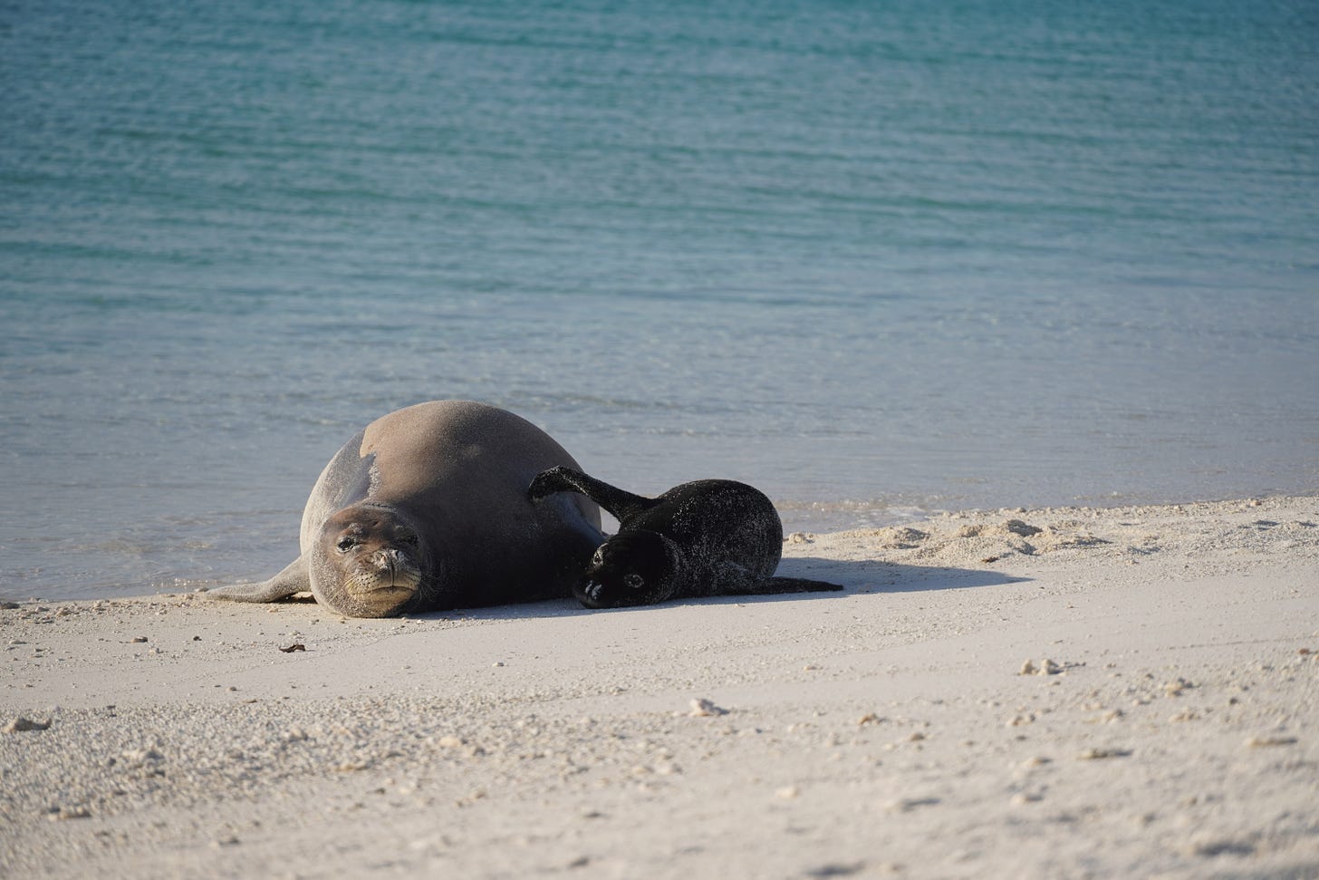 a Hawaiian monk seal and her pup on the beach