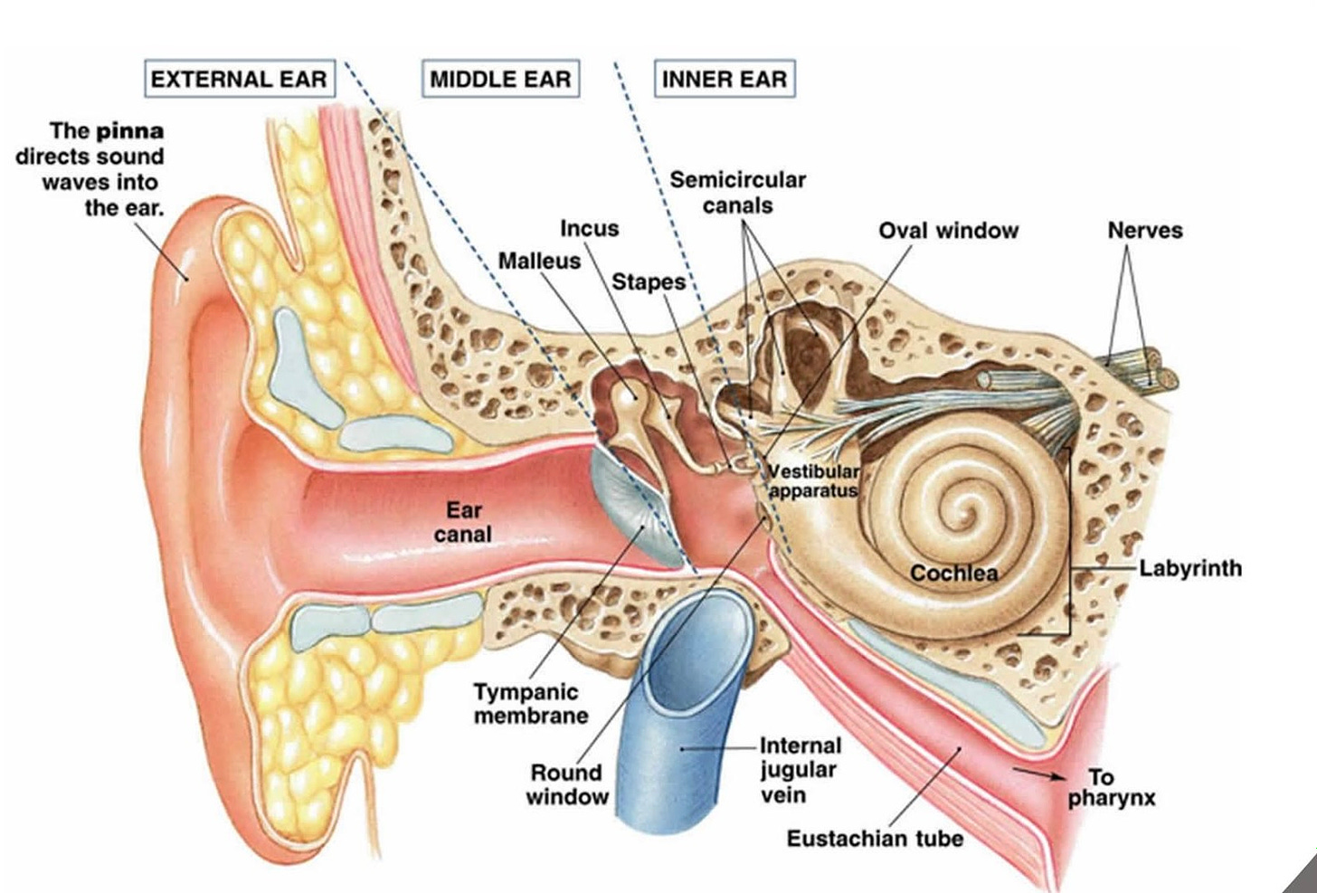 A diagram of the inner ear and its vestibular organs.