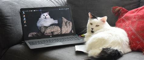 TikTok Cat Laptop Videos: Why Cats Love Computers