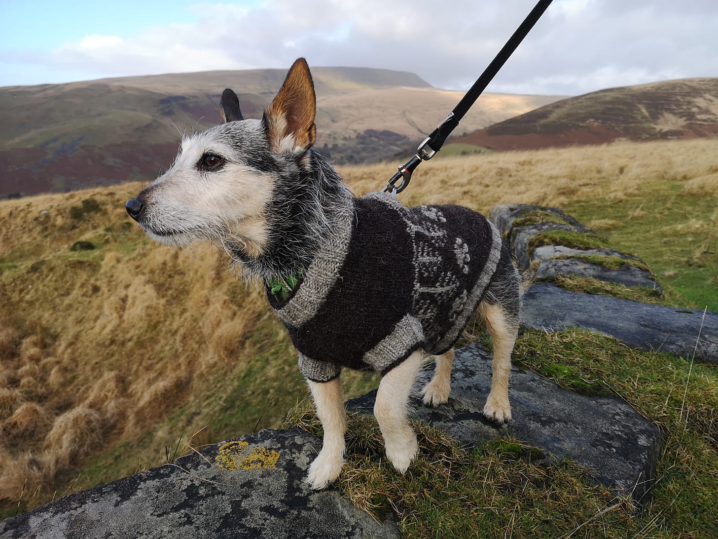 Jack the scruffy terrier stands on a rock, high above the valley and with a mountain view in the background. He's wearing a black and grey handknitted jumper and looking uncannily handsome.