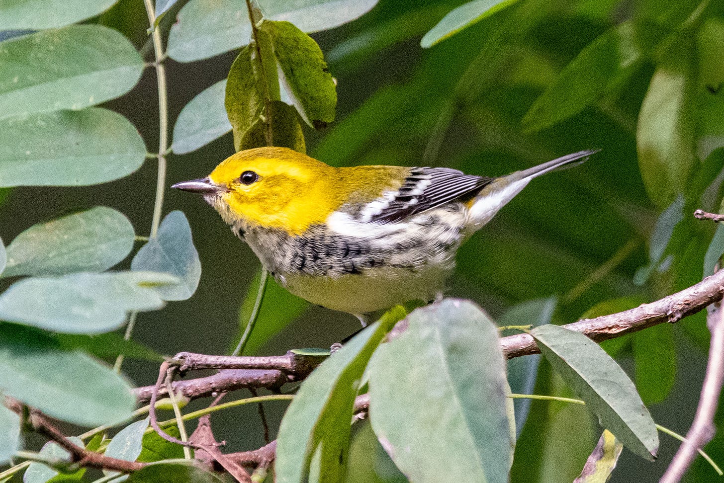 A close-up of a black-throated green warbler, with a bright yellow face