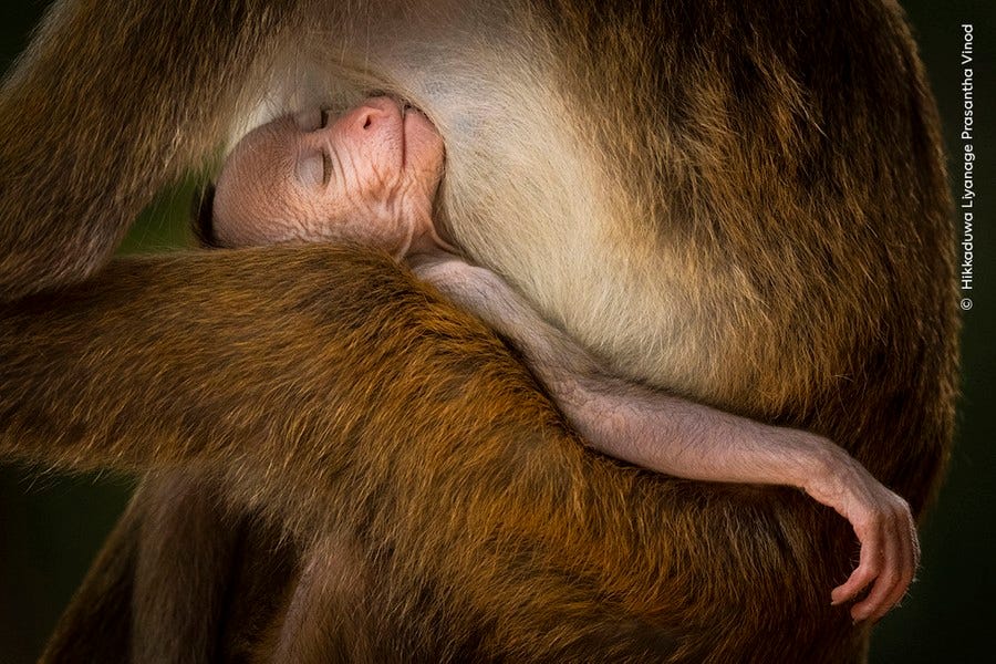 Una visione ravvicinata di un giovane macaco dal berretto che dorme in grembo a un adulto