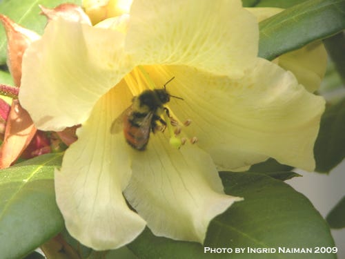 Bee on Rhododendron