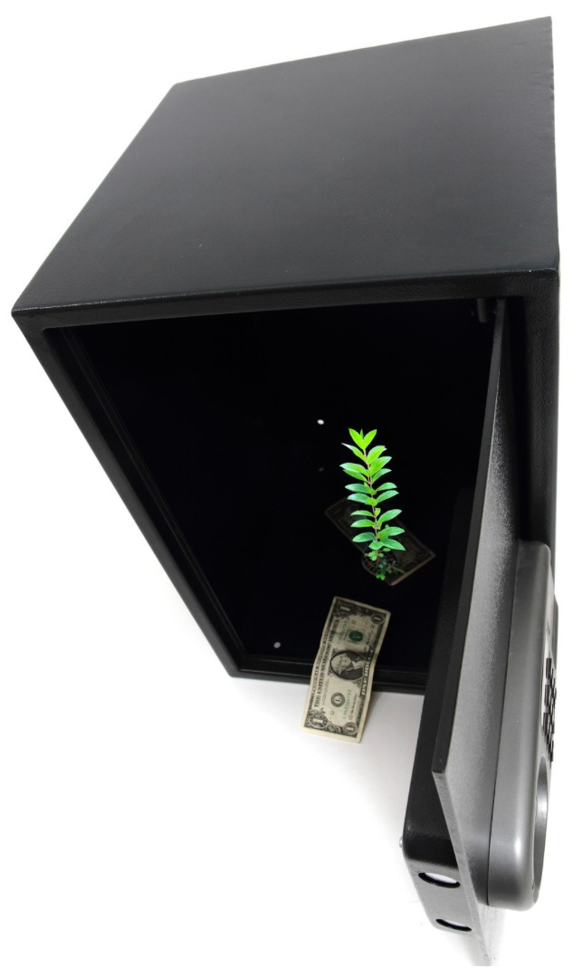 Open safe with one dollar and plant growing inside