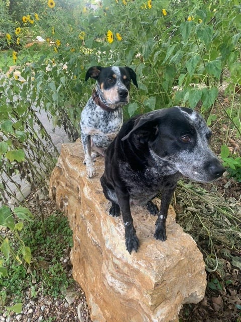 two dogs on rock