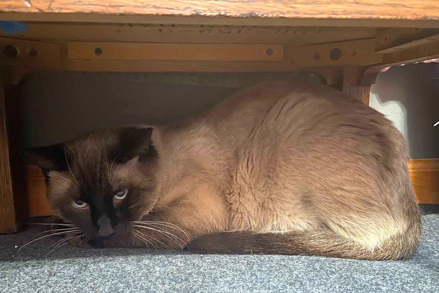 gray and brown Siamese cat hiding under wood dresser