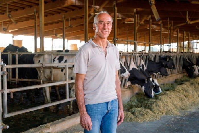 Roberto Gelfi with his cows