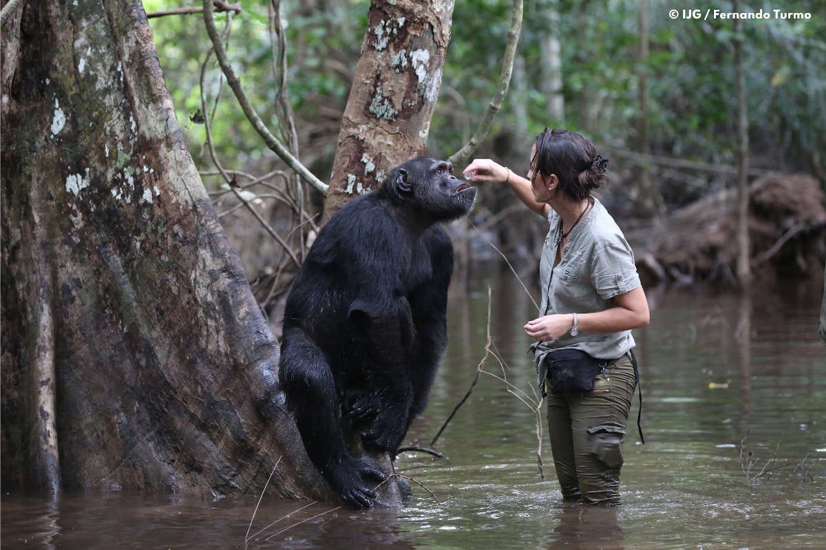 Rebeca Atencia junto a un chimpancé adulto en la selva de Congo