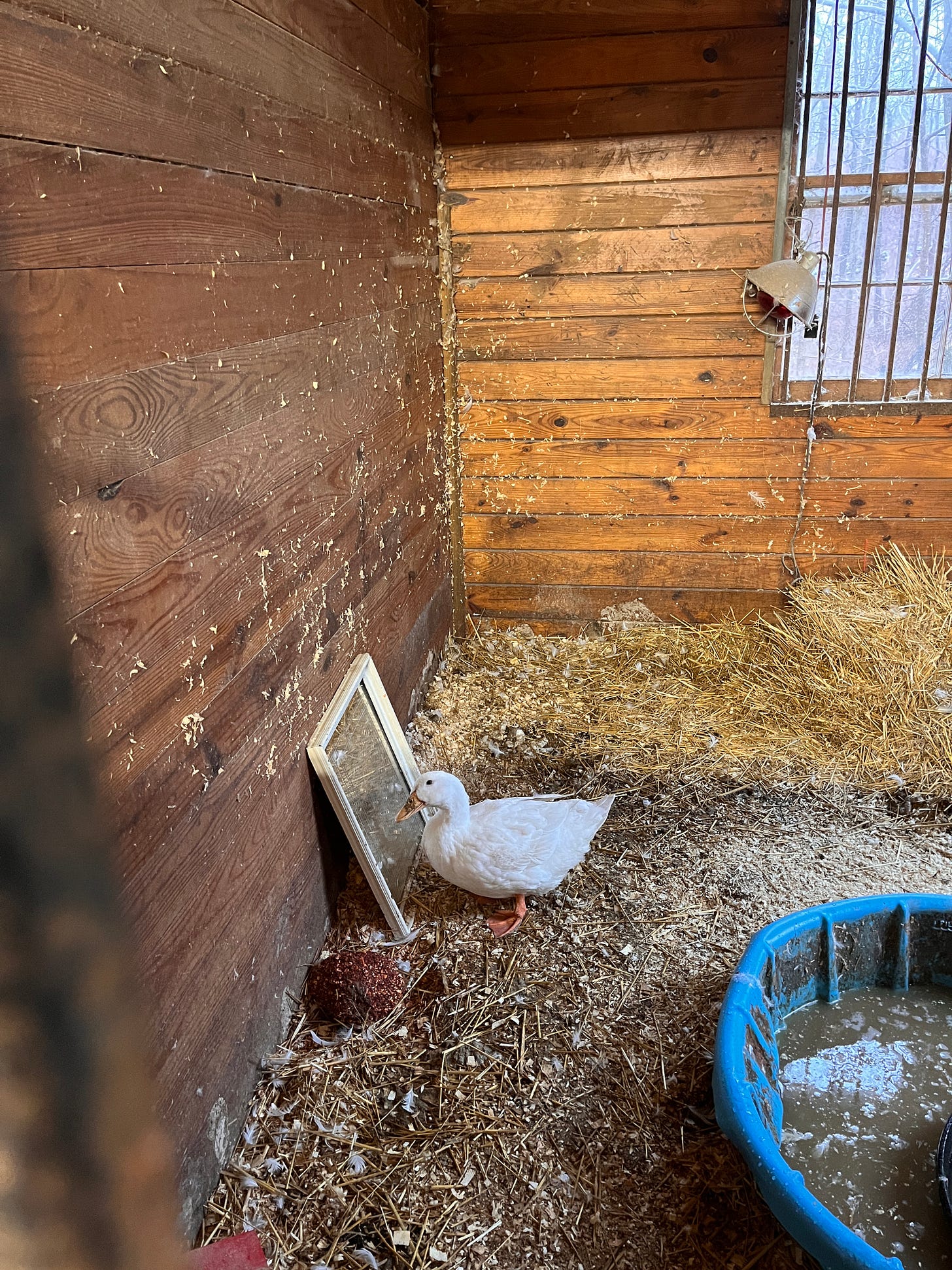 A white duck staring into a mirror, in a pen in a barn, with bedding materials stuck to the walls and a hay bale and a blue kiddie pool nearby.