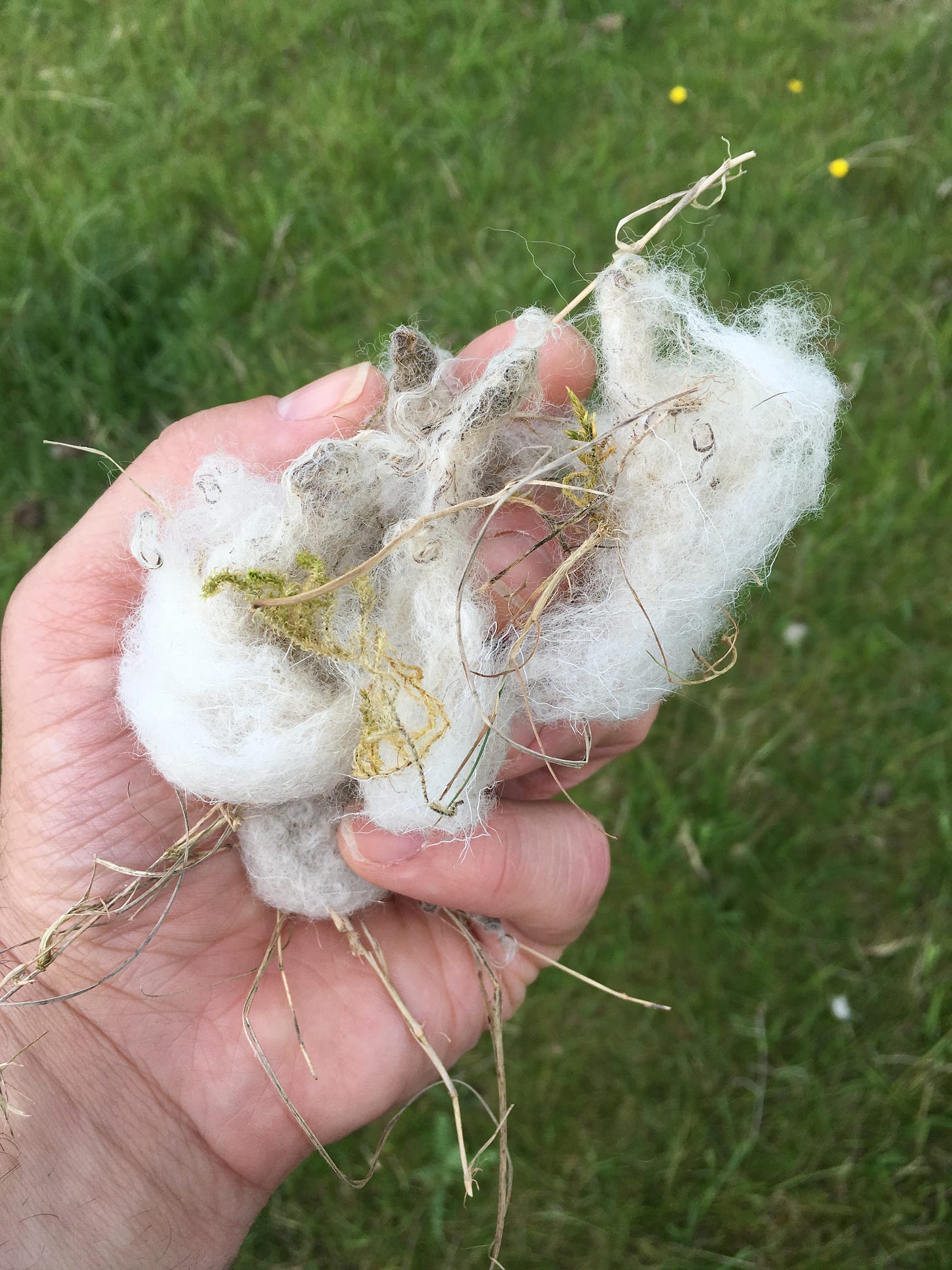 A left hand holding a tuft of sheep's wool entangled with grass and sheep turd or scab material.