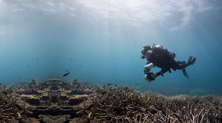 chasing coral sundance film festival