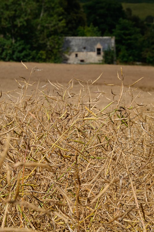 Black eyed farmhouses overlook fields of ripening oil seed rape