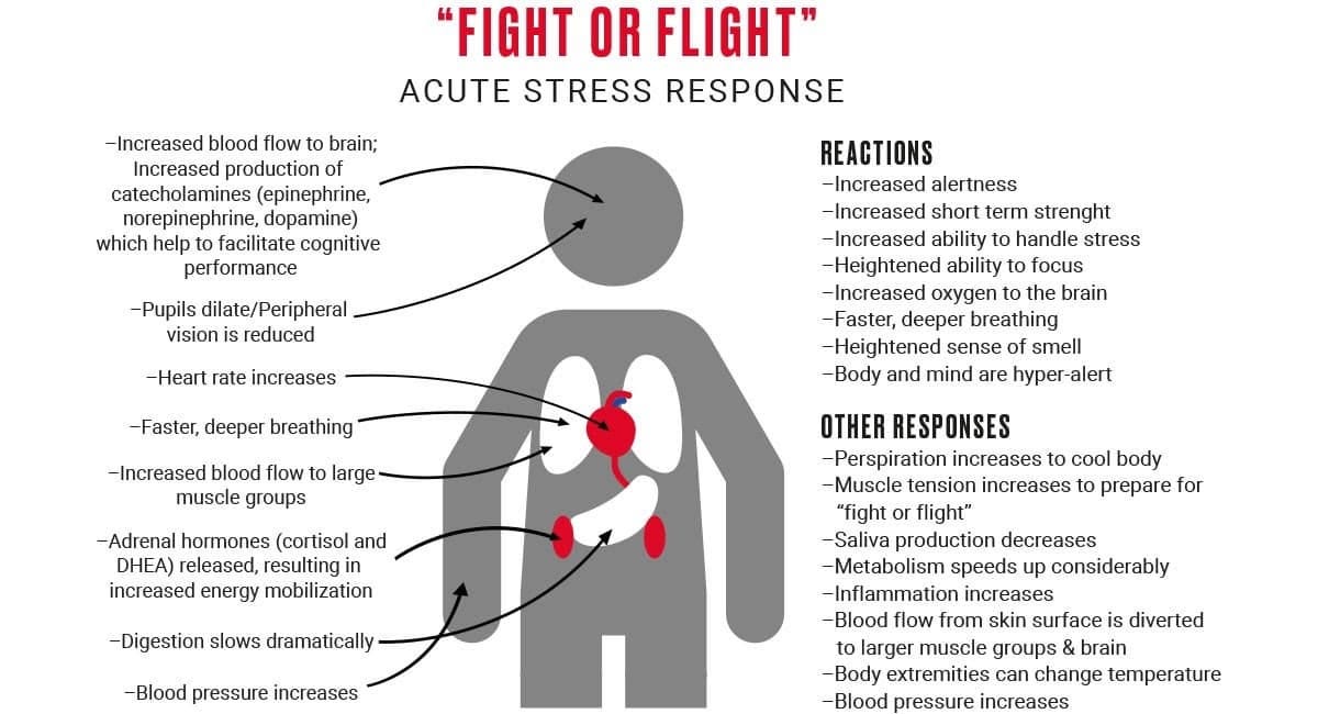 A diagram showing many bodily reactions of the Fight or Flight response, including: increased blood flow, pupil dilation, heart rate increase, digestion slowing, blood pressure increases, etc.